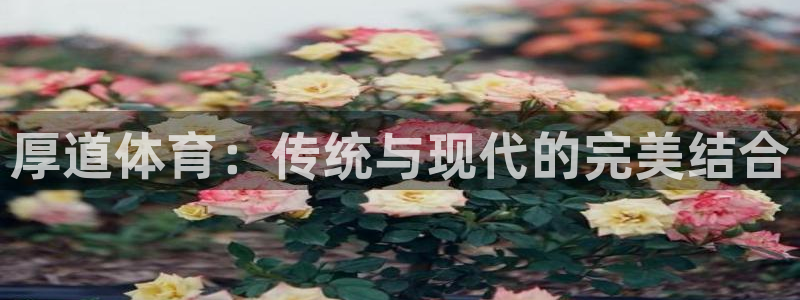 7m体育足球即时比分：厚道体育：传统与现代的完美结合