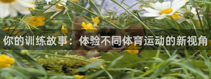 7m体育资料库：你的训练故事：体验不同体育运动的新视角